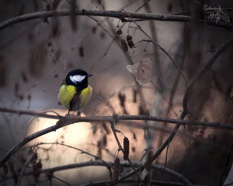 птица, синица, береза, ветка, зима, природа Птица-синица.photo preview