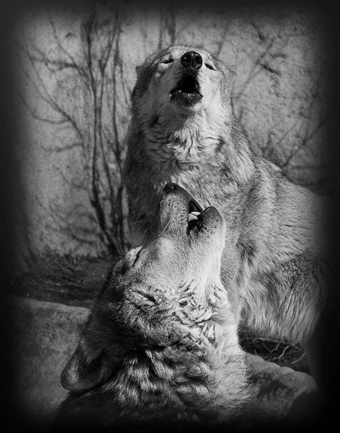 Дуэт. Автор: Ольга Сибирёва , Ольга Сибирёва