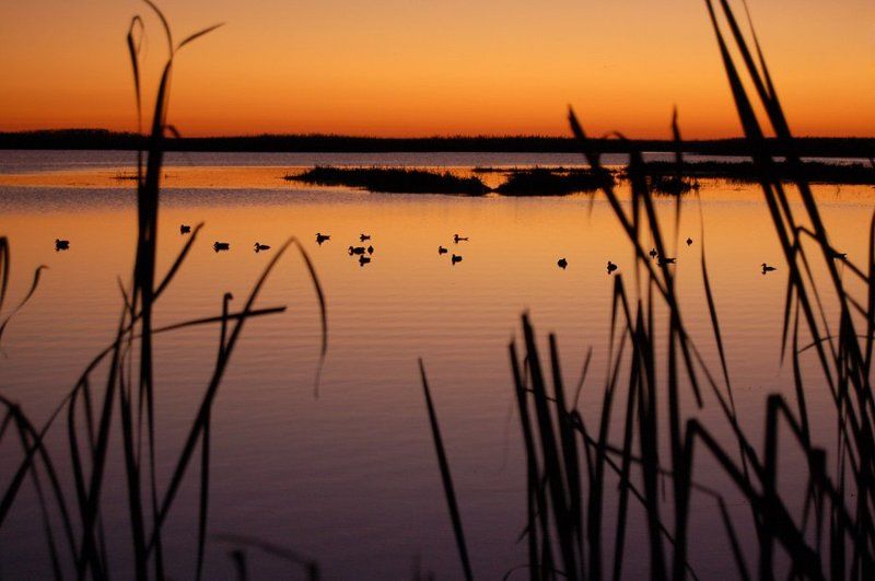 утки, вода, вечер, закат, озеро, камыш На вечерней зареphoto preview