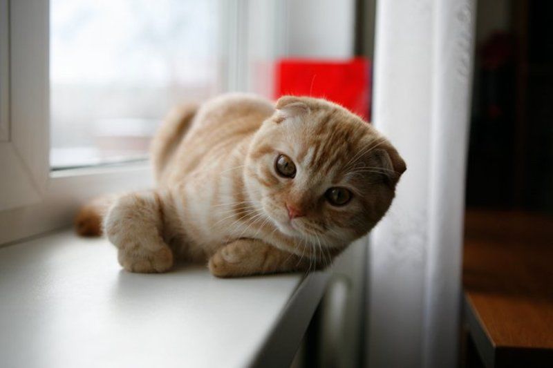 упражнение для лап)photo preview