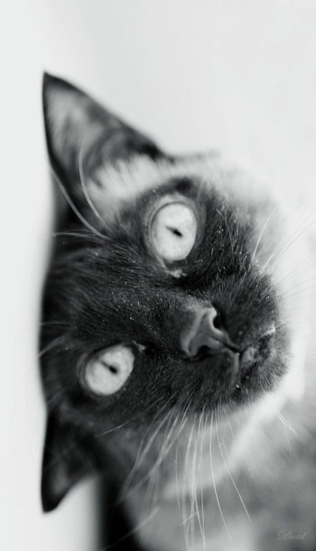 desperate, кошка, безвыходность, безумие, перевернутый мир, сиамка Desperate фото превью