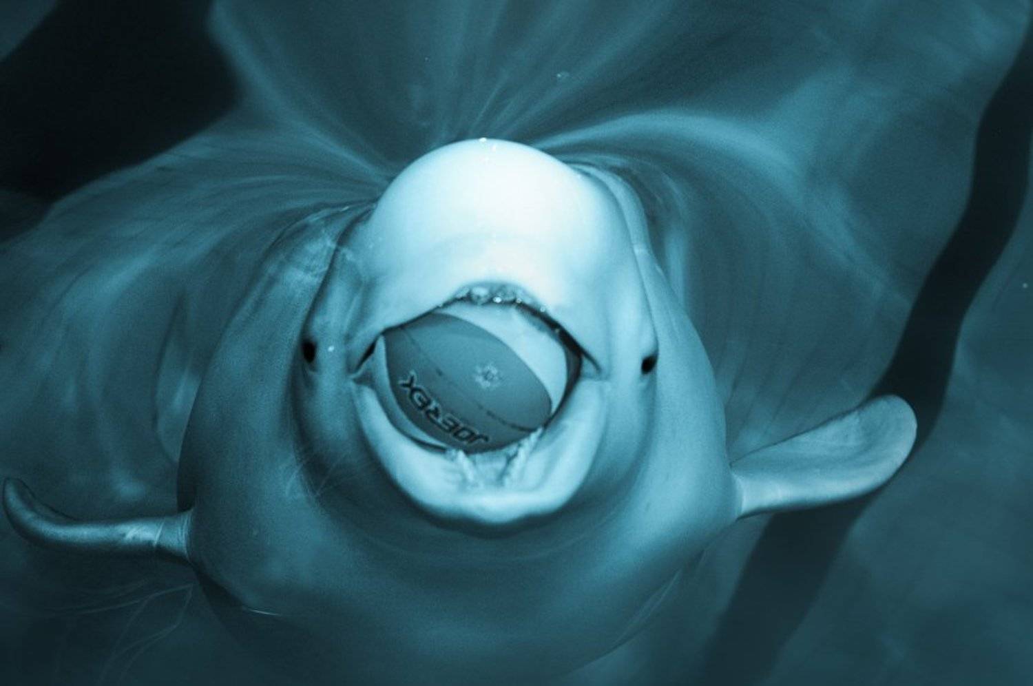 белуха,натяжение,вода,мячик, Евгений Пугачев.