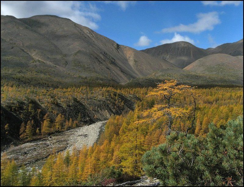 горы, лиственница, дарпирчан, ульбея Красуясь одиноко на ветру..photo preview