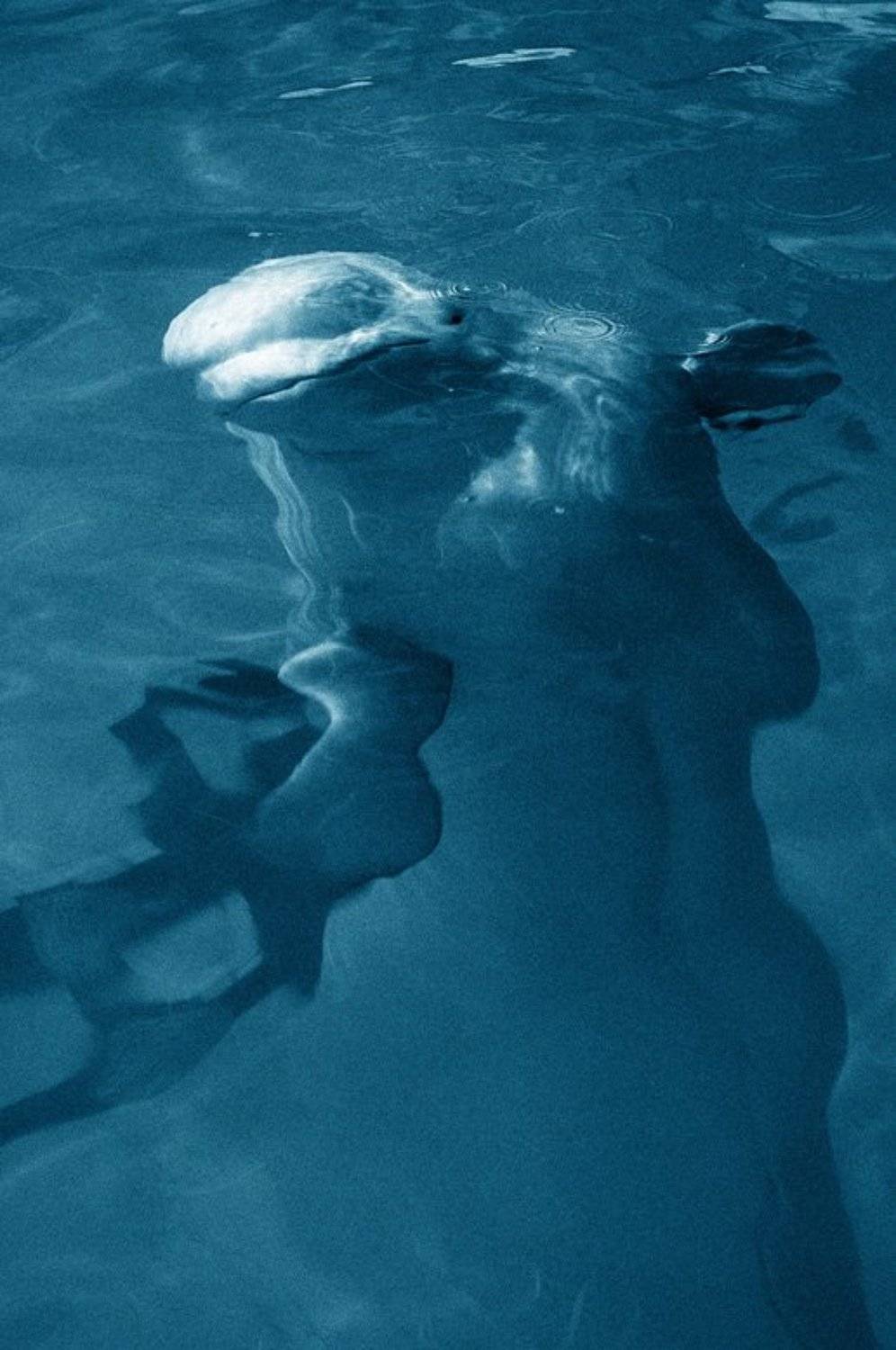 Грани понимания. Автор: Евгений Пугачев. белуха,вода,репортаж, Евгений Пугачев.