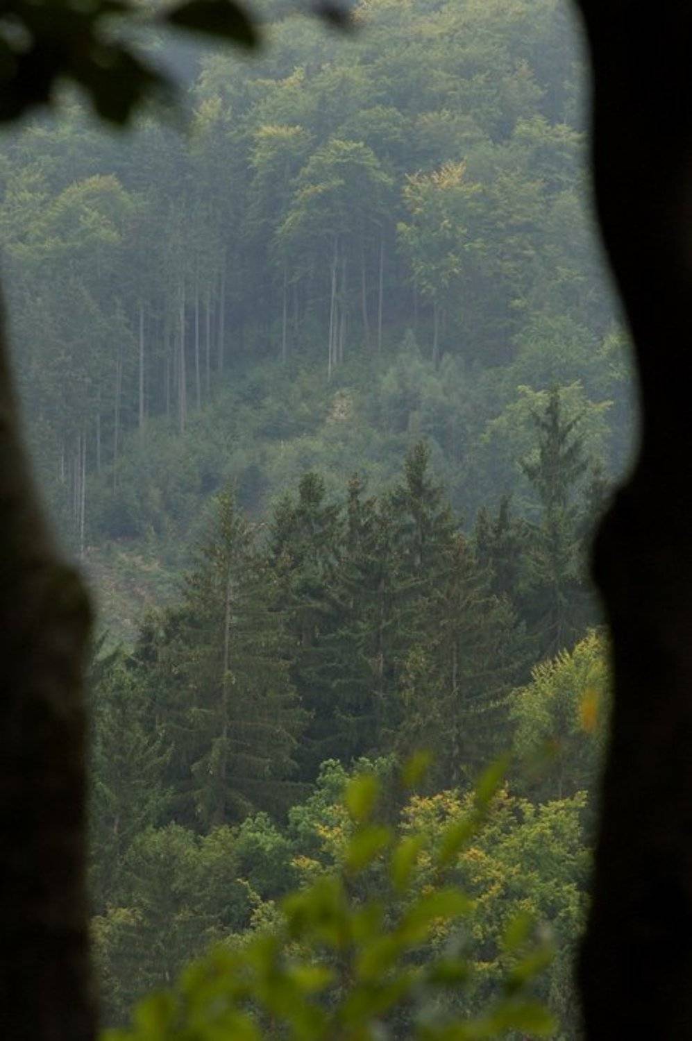 Окно в прекрасный мир. Автор: Андрей Аркин , Андрей Аркин