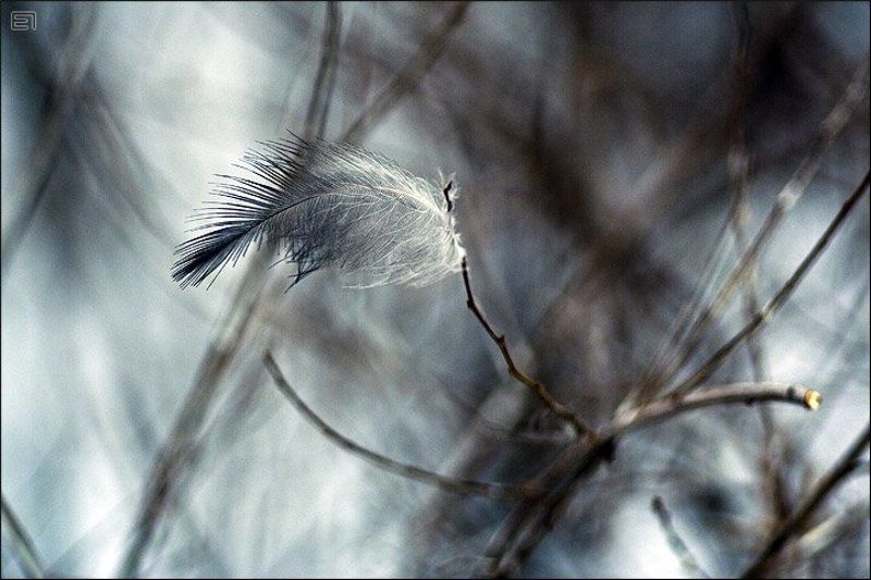 перо, пёрышко, ветви, ветки Пёрышко-2photo preview
