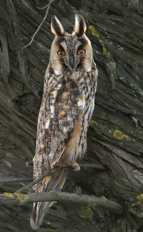 Коблевская красоткаphoto preview