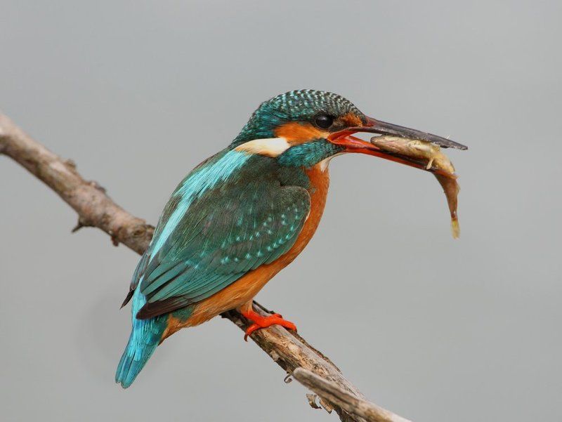 К пивуphoto preview