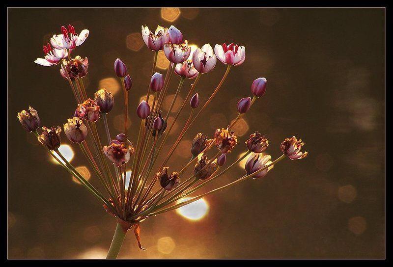 В лучах заходящего солнцаphoto preview