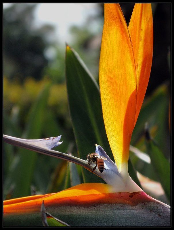 Превратности опыления фото превью