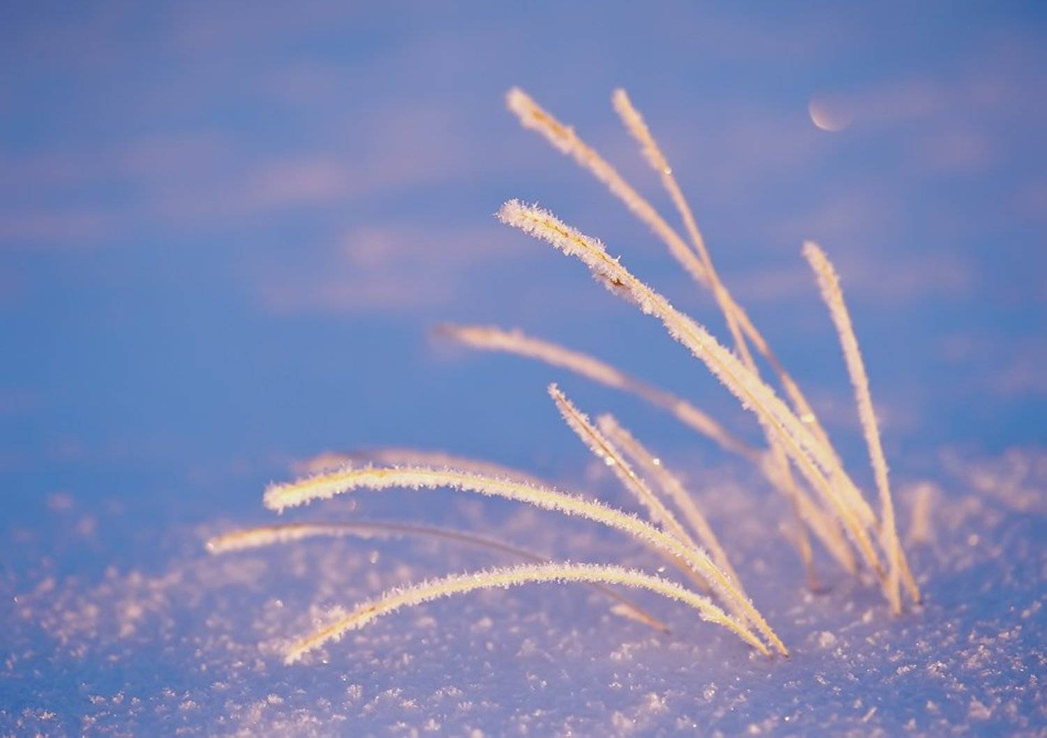 травинки. Автор: Danil Husainov север, природа, зима, иний,, Danil Husainov