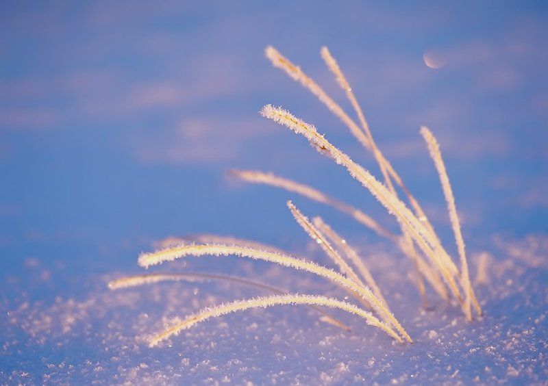 север, природа, зима, иний, травинкиphoto preview