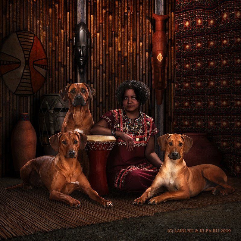 африка, риджбеки, родезия, негритянка, собаки, этнос АфроРиджбекиphoto preview