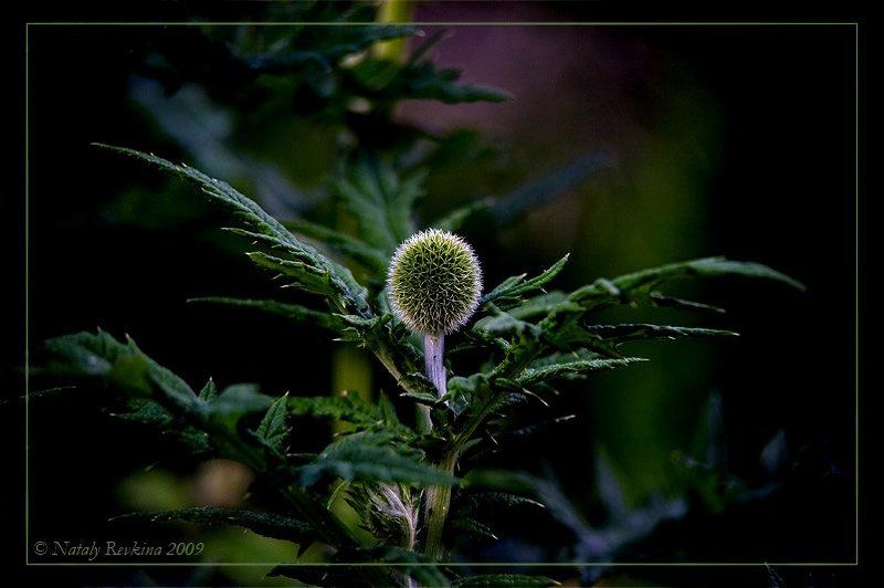 Гарпияphoto preview