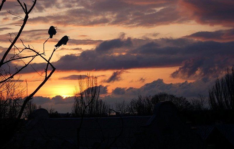 crows Crowsphoto preview