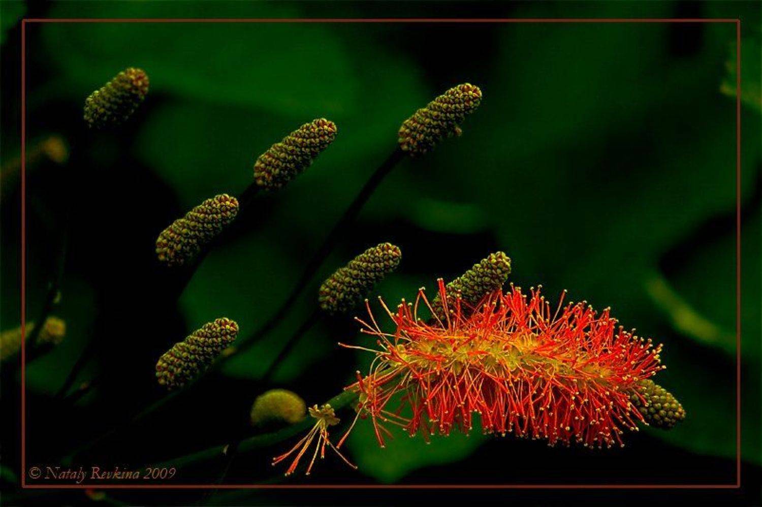 Рыжая. Автор: Наталья Ревкина цветы,рыжая, Наталья Ревкина