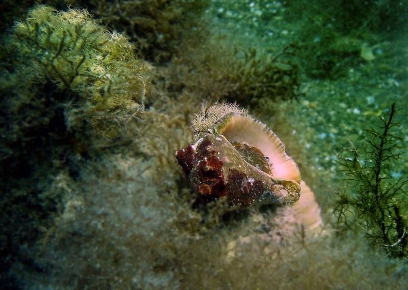 Рапанphoto preview