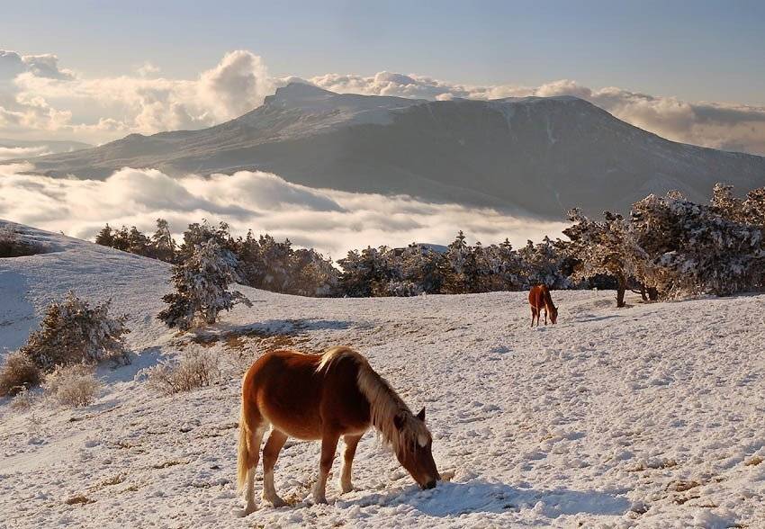 Демерджи. Тучи, кони и Чатырдаг. Автор: Юрий Охлопков , Юрий Охлопков