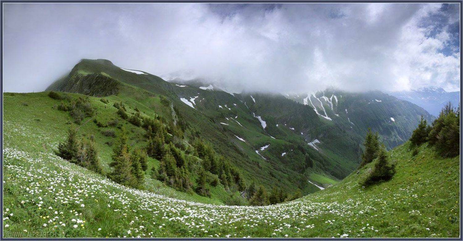 альпы, лето, Forest Elf