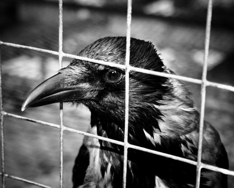 ворон, ворона, черный, клетка, решетка Ворон Эдгара Поphoto preview