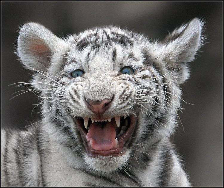 Мяу.... Автор: teamS , teamS