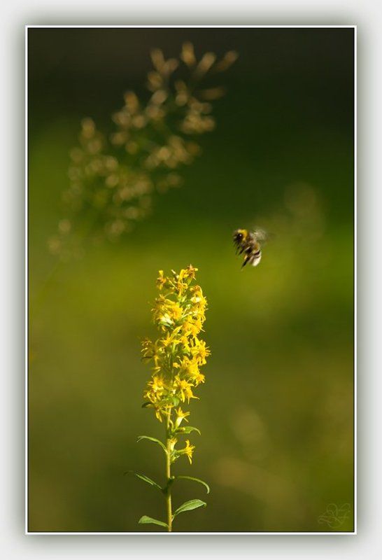 лето, аромат, лукьяненко Ароматы лета (Июль)photo preview