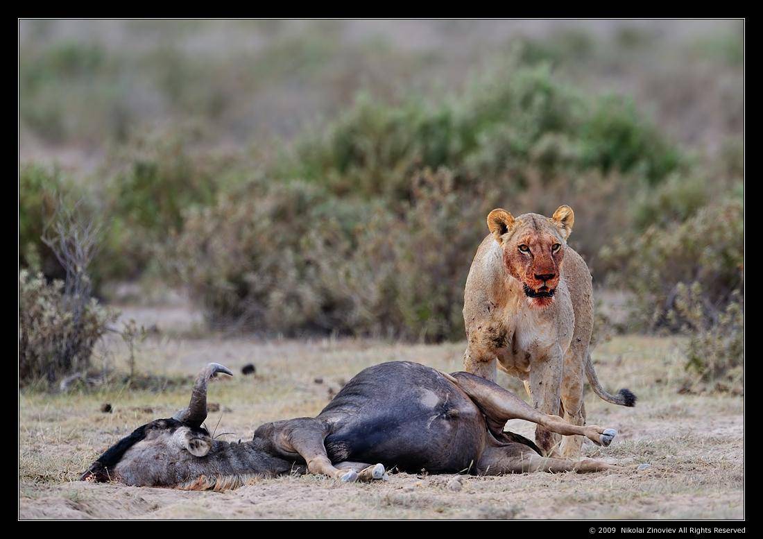 Grand Finale. Автор: Николай Зиновьев дикая природа, лев, антилопа гну, кения, африка, Николай Зиновьев