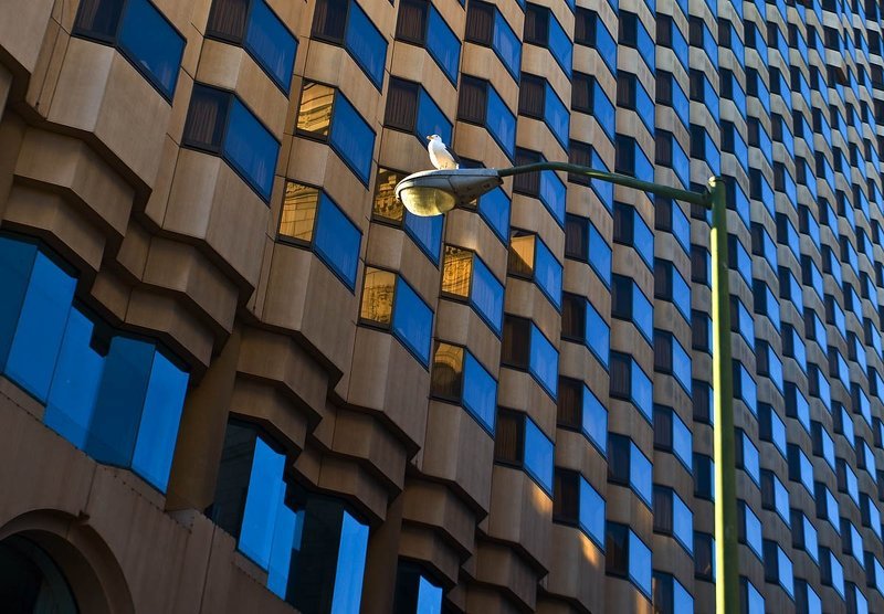 птичка photo preview