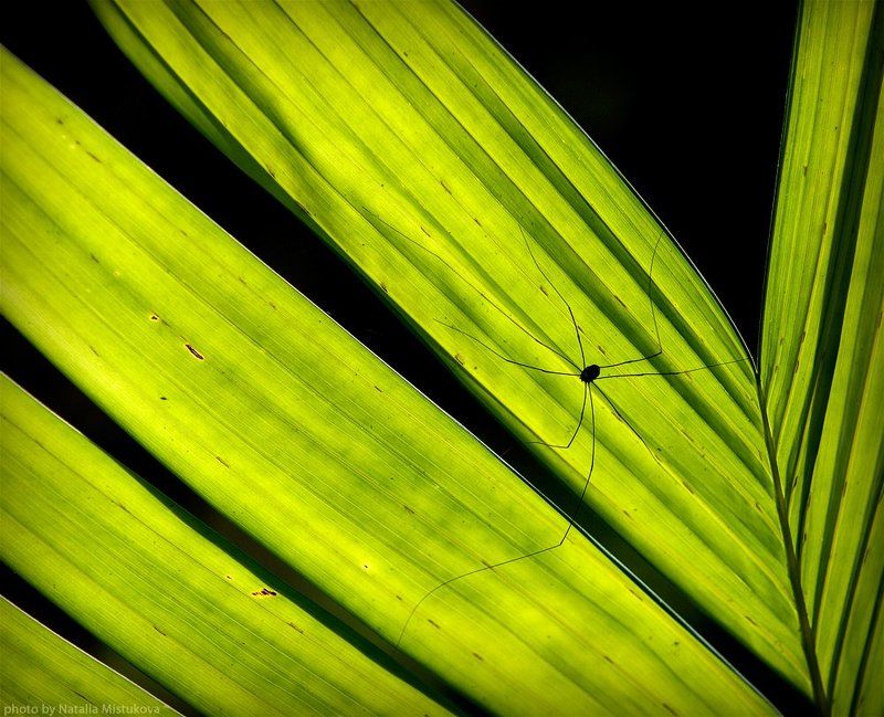 паукphoto preview