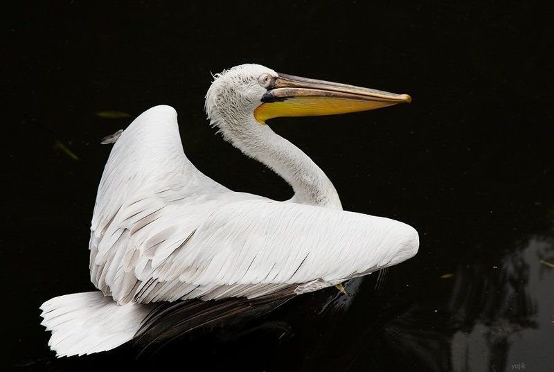 Сердце...photo preview