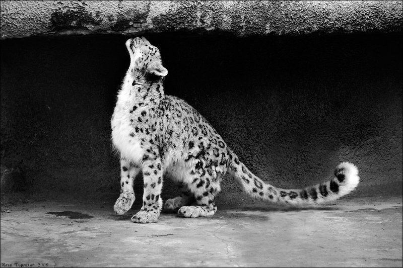 почти, домашний, кот Почти домашний котphoto preview