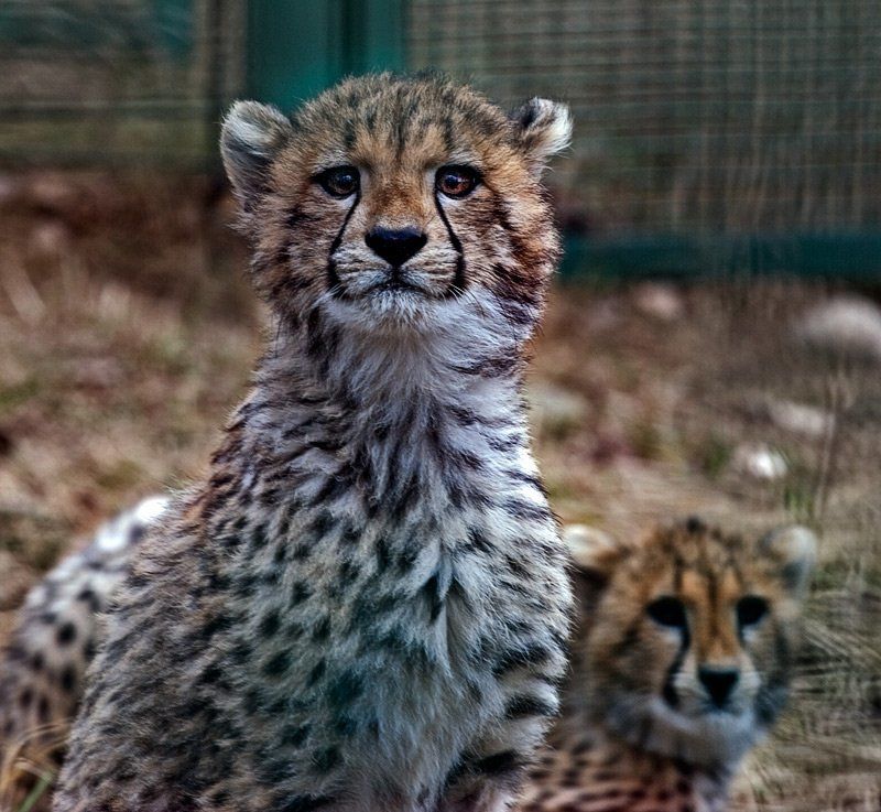 гепарды ***photo preview