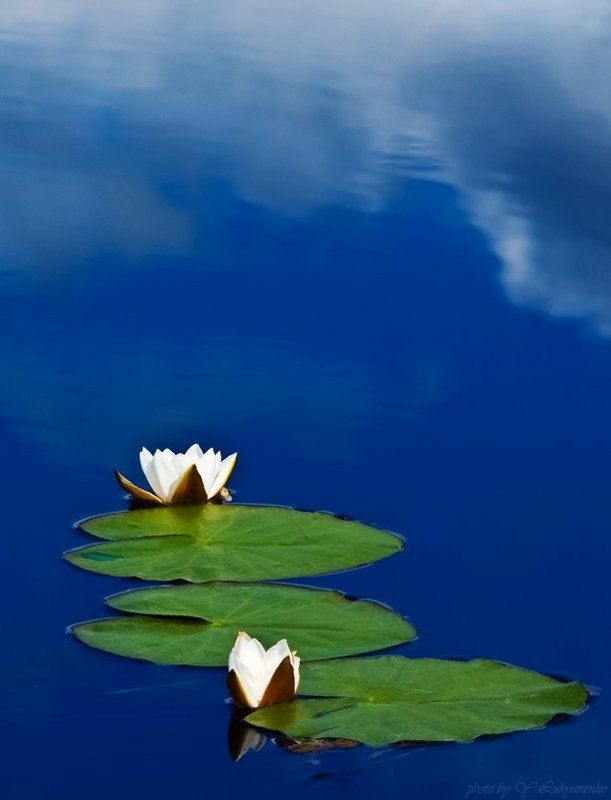 лилии, тригорское, пушкинские горы, лето, лукьяненко Цветы, небесной красоты.photo preview