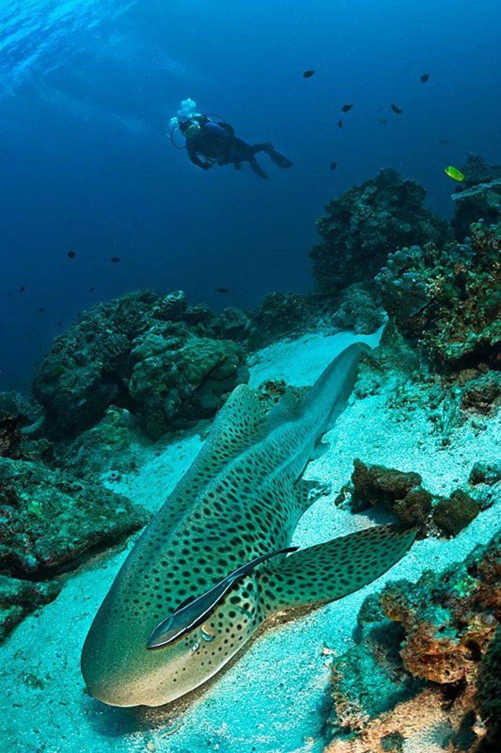 акула, Сергей Шанин