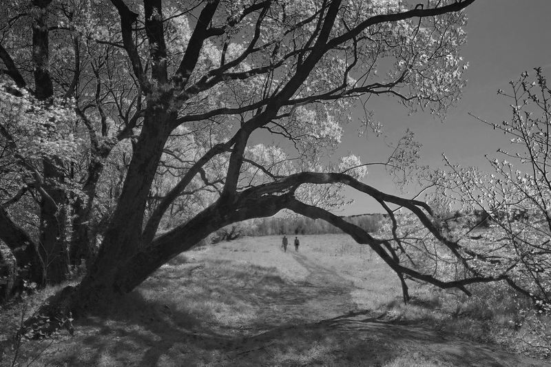 инфракрасное, фото Сон в летний день фото превью