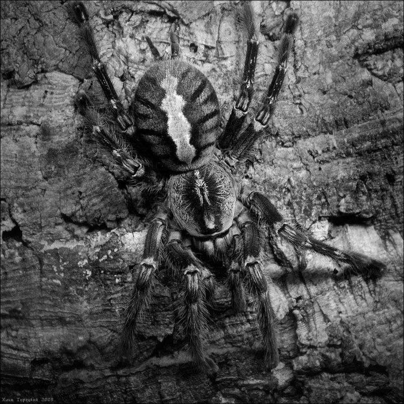 птицеед Птицеедphoto preview