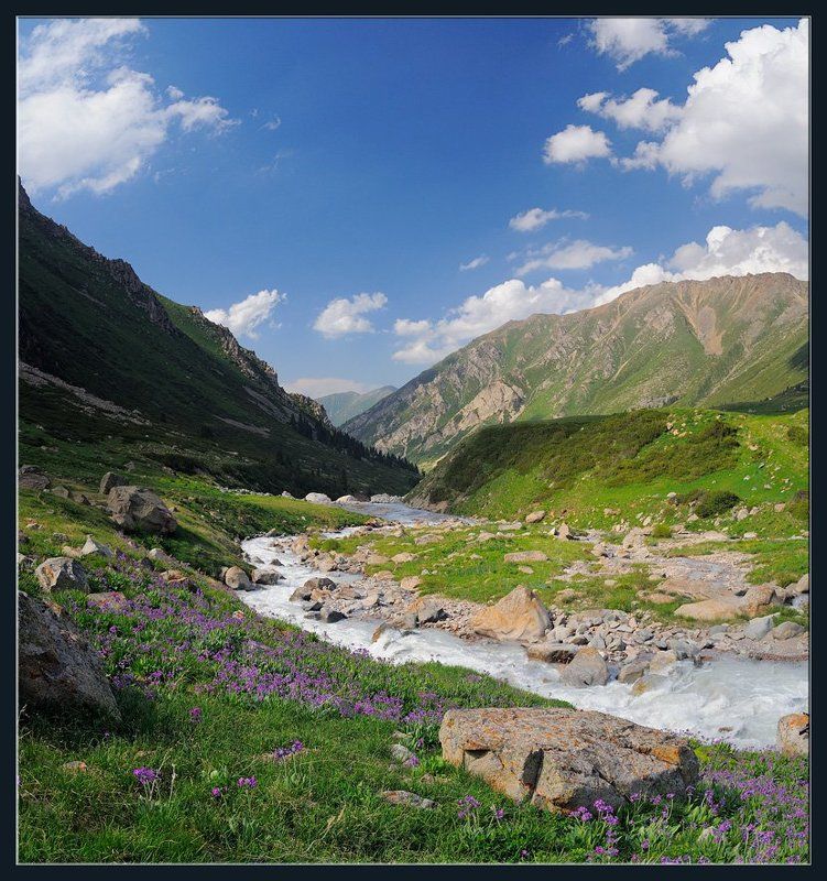 горы,природа,река,скалы,цветы,облака,ущелье,лес,трава Примулыphoto preview