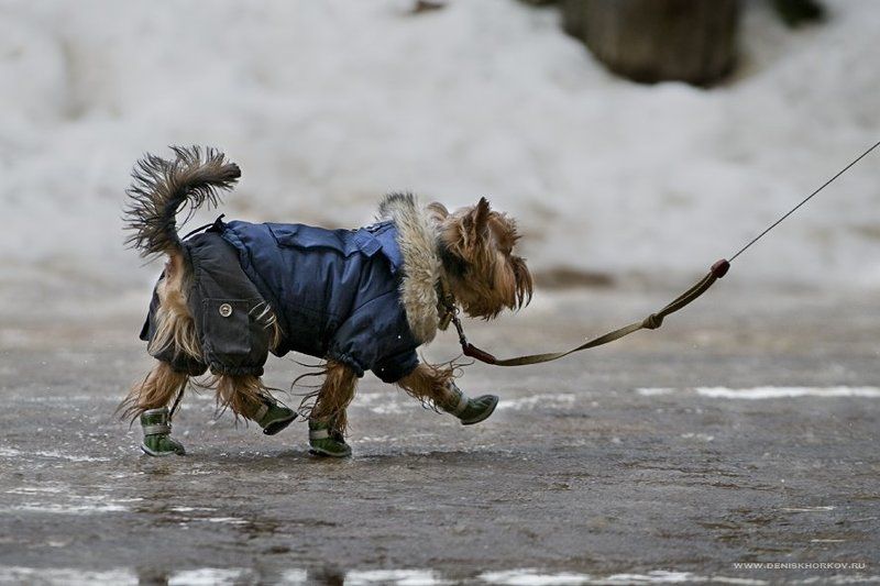 Левой-правой! Ать,два!photo preview