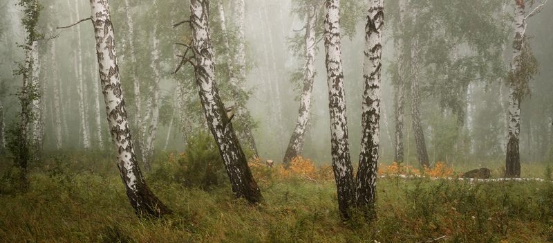 август, березки, лес, туман Туманные хроники августа фото превью