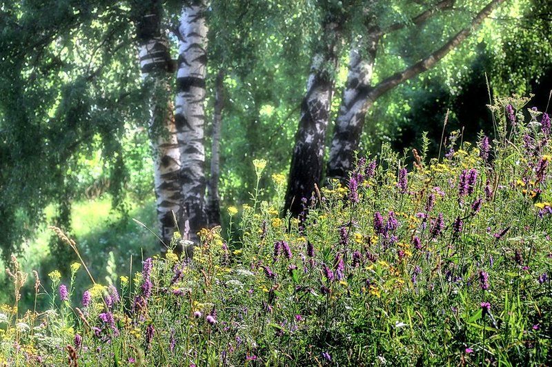 Солнечный деньphoto preview