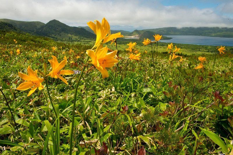 Fareast, Flowers, Island, Lake, Landscape, Nature, Volcano, Wildlife, Вулкан, Дальний восток, Дикая природа россии, Кунашир, Курилы, Лето, Лилии, Лилия, Озеро, Остров, Открытка, Пейзаж, Природа, Цветение, Цветок Кунаширская открыткаphoto preview