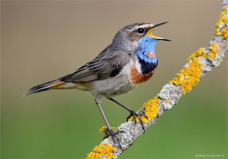 Birds, Macro, Nature, Wildlife Portfoliophoto preview