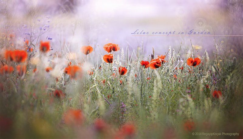 İn Gardenphoto preview