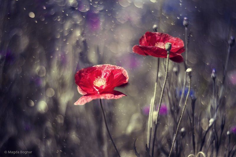 Secret Garden IIphoto preview