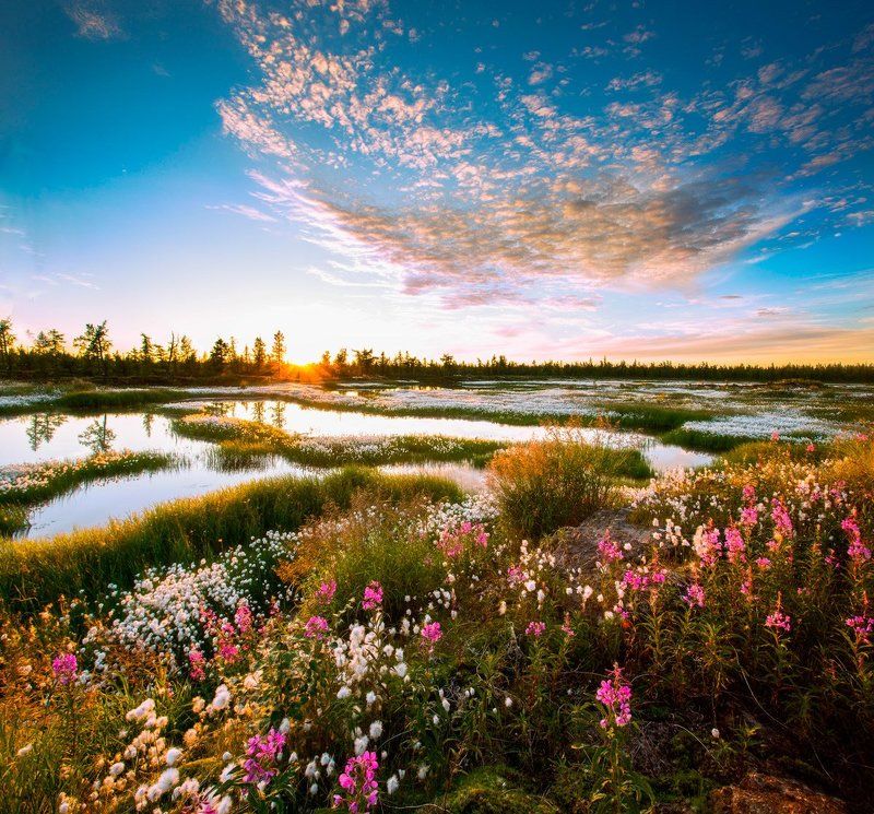Закат, Лето, Уренгой, Цветы, Ямал Летний закат!photo preview