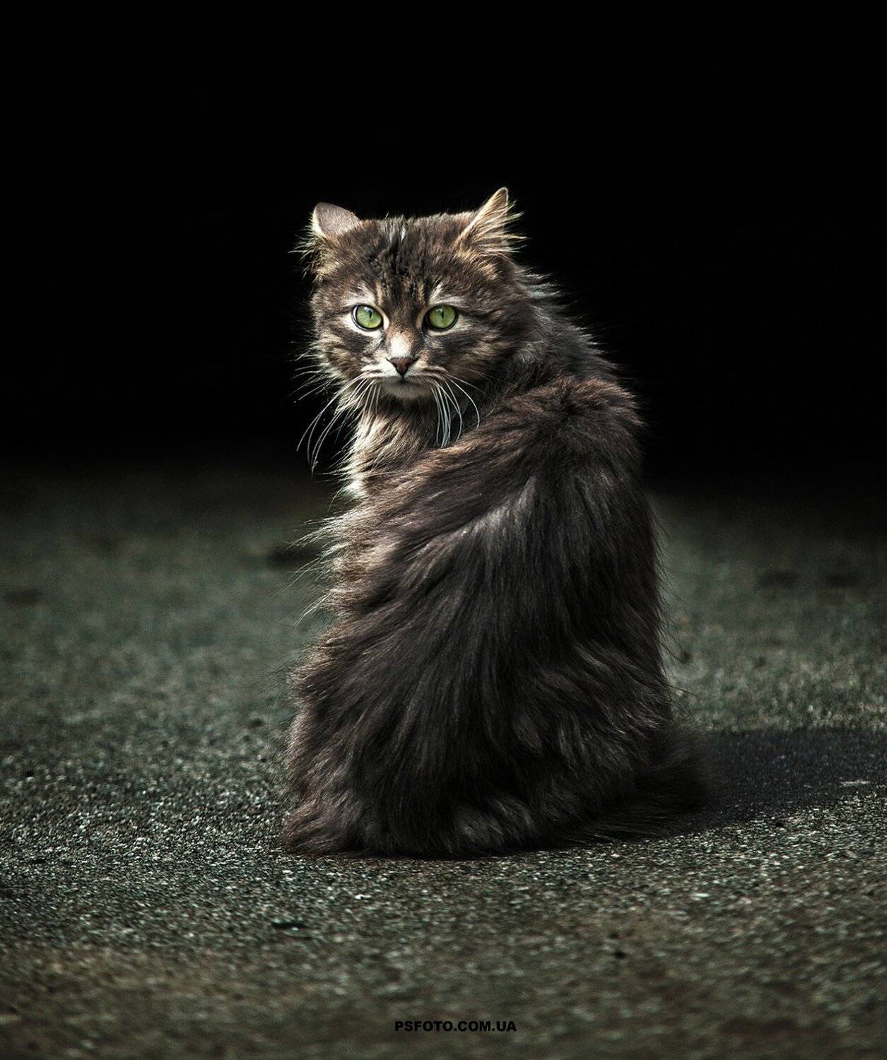 Перед темнотой. Автор: Полюшко Сергей , Полюшко Сергей