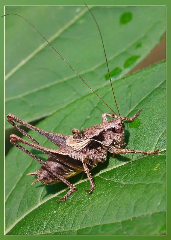 Ах усы мои усы!..photo preview