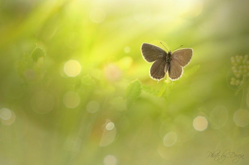 Emanuelphoto preview