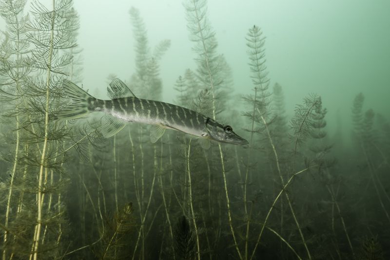 Кировская область, Лежнинское озеро, Щука Лежнинское озеро. фото превью