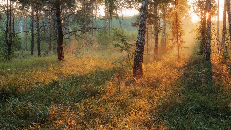 Ловец света фото превью